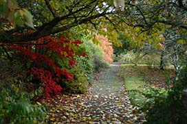 Autumn in Coolcarrigan Gardens
